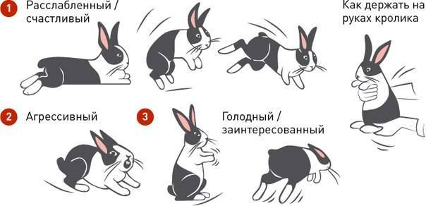 Как правильно брать кролика на руки из клетки: декоративного и обычного