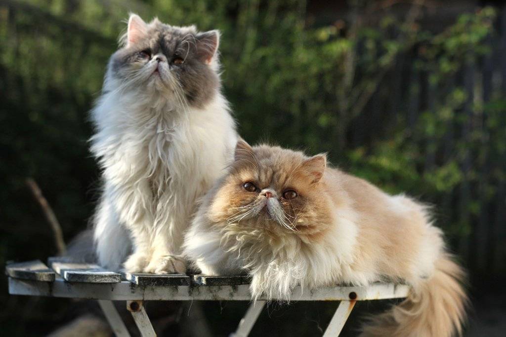 Персидская кошка – флегматичный аристократ