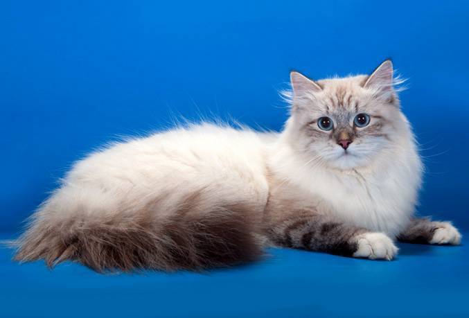 Невская маскарадная кошка: фото красавицы с очаровательной мордочкой