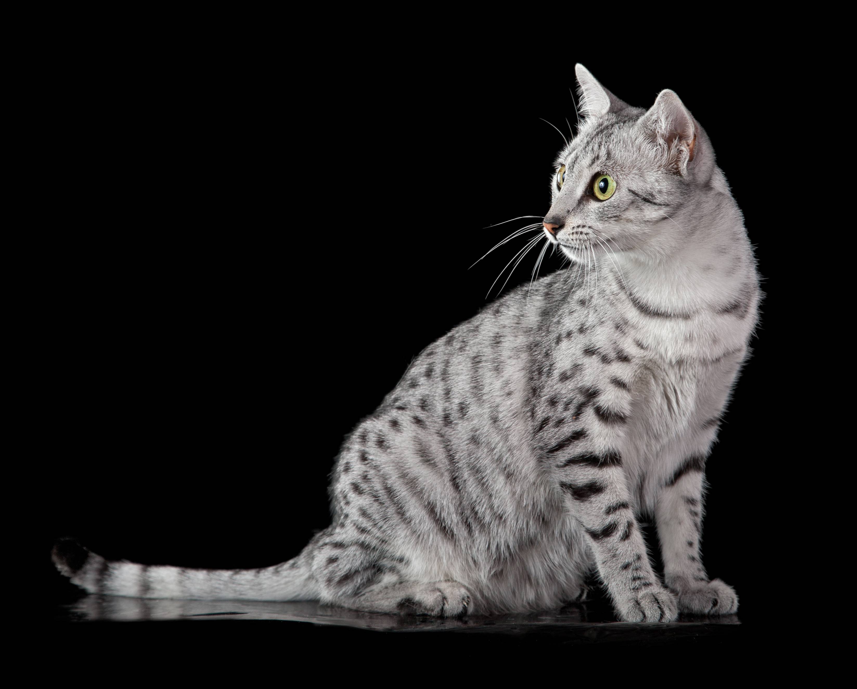 котенок египетская мау фото