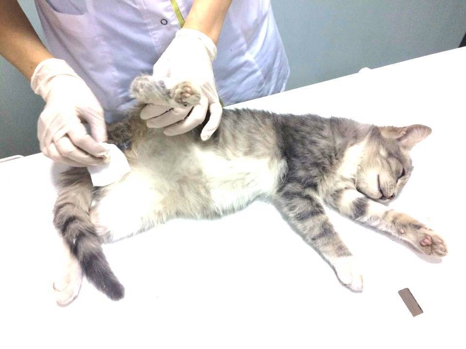 В каком возрасте лучше стерилизовать кошку, когда этого не надо делать: советы ветеринаров, плюсы и минусы стерилизации