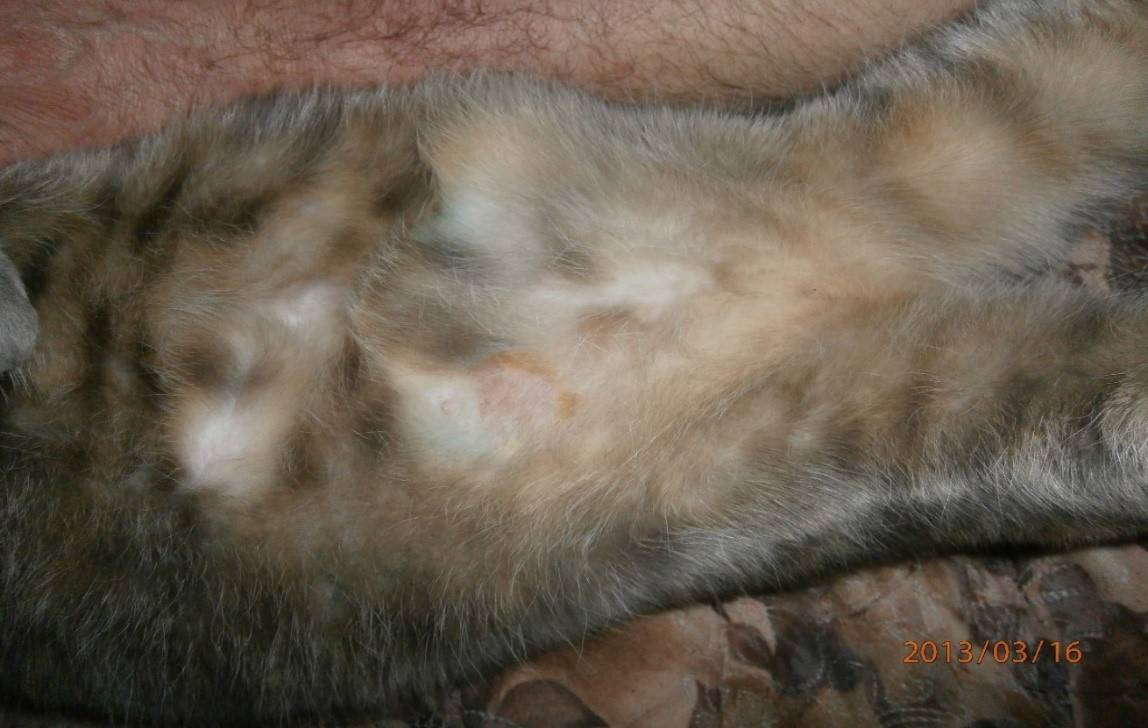 Шарик под кожей у кошки: симптомы, причины и последствия, виды образований в таблице, лечение