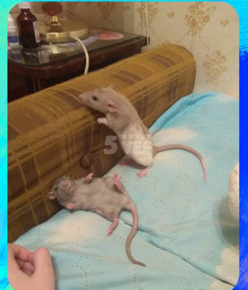Вы что-то слышали о крысах? забудьте! часть 2 - крысы, домашние животные, содержание крыс