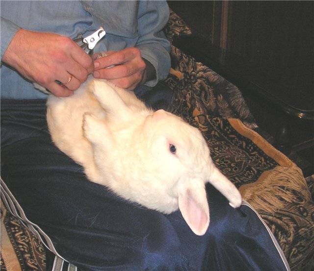 Как правильно стричь когти кролику