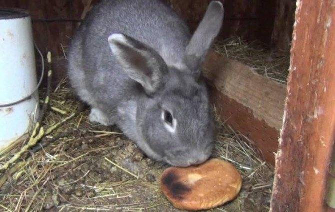 Можно ли кроликам давать хлеб, кормить ли кроликов сухарями - dc61.ru
