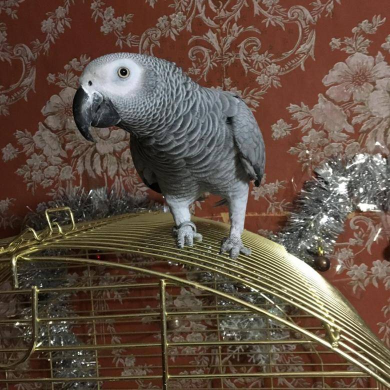 Сколько стоит попугай жако и какие цены на него в россии