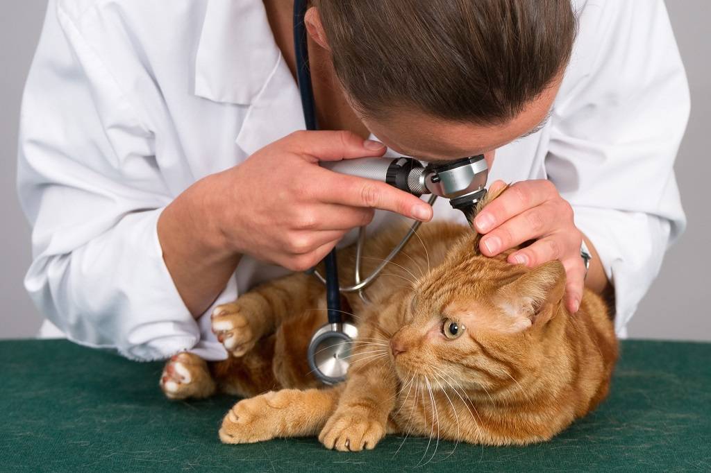 Паразиты у кошек: симптомы, средство от паразитов, обработка кошки