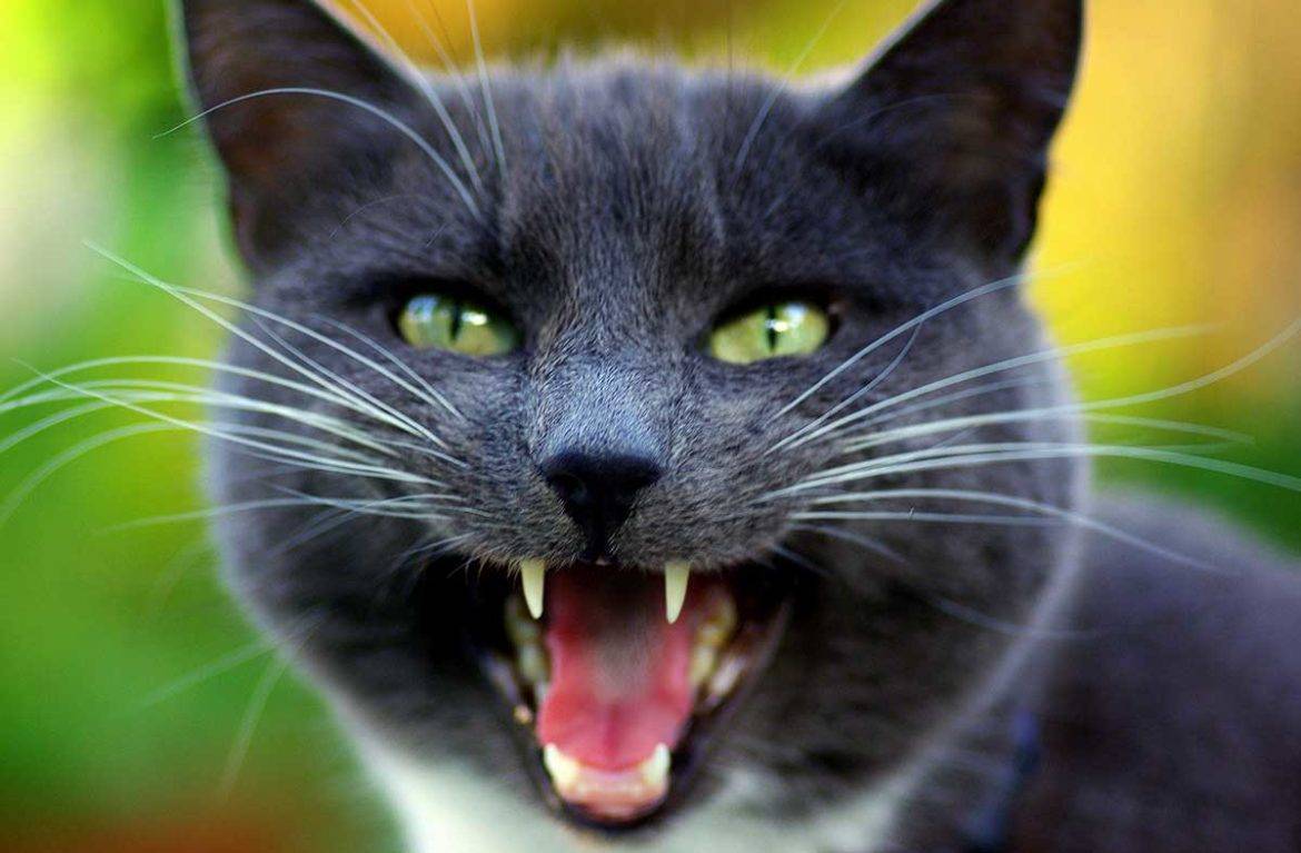 Как влияет ультразвук на кошек или звук который боятся кошки