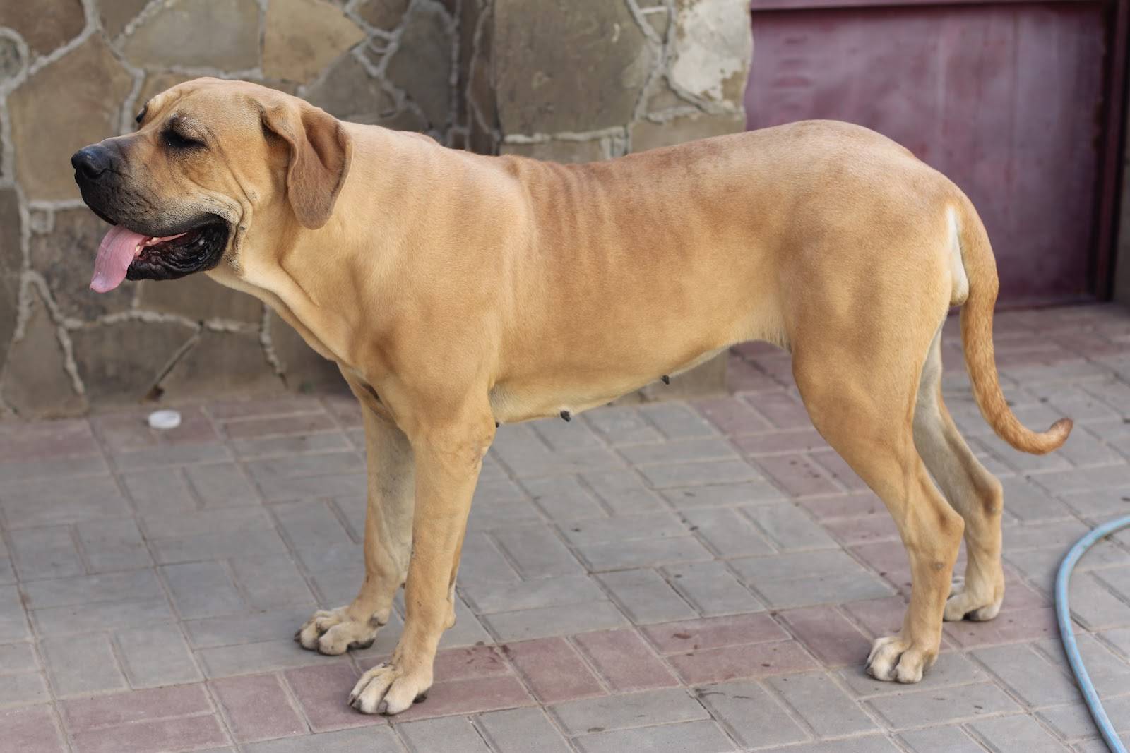 Бразильский фила: описание, фото, характер, уход и содержание породы собак