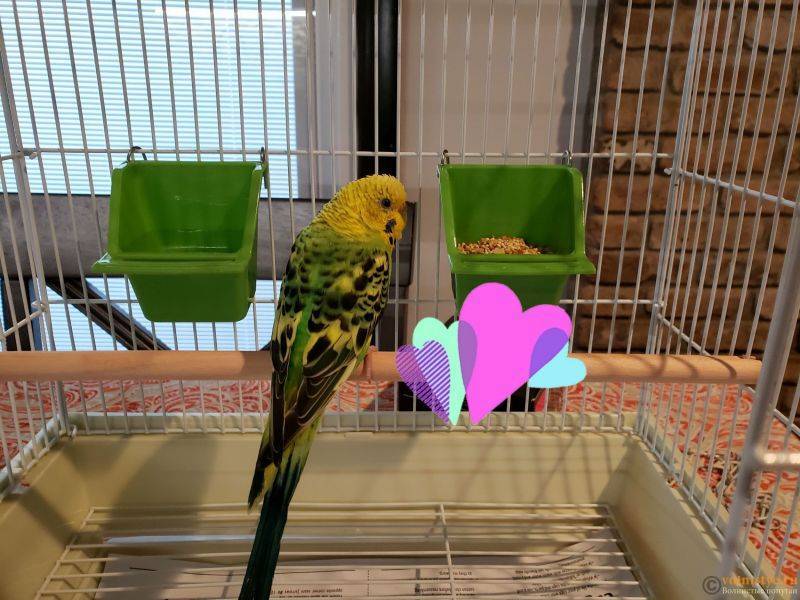 Певчий попугай (23 фото): содержание и разведение поющих попугайчиков. сколько они живут?