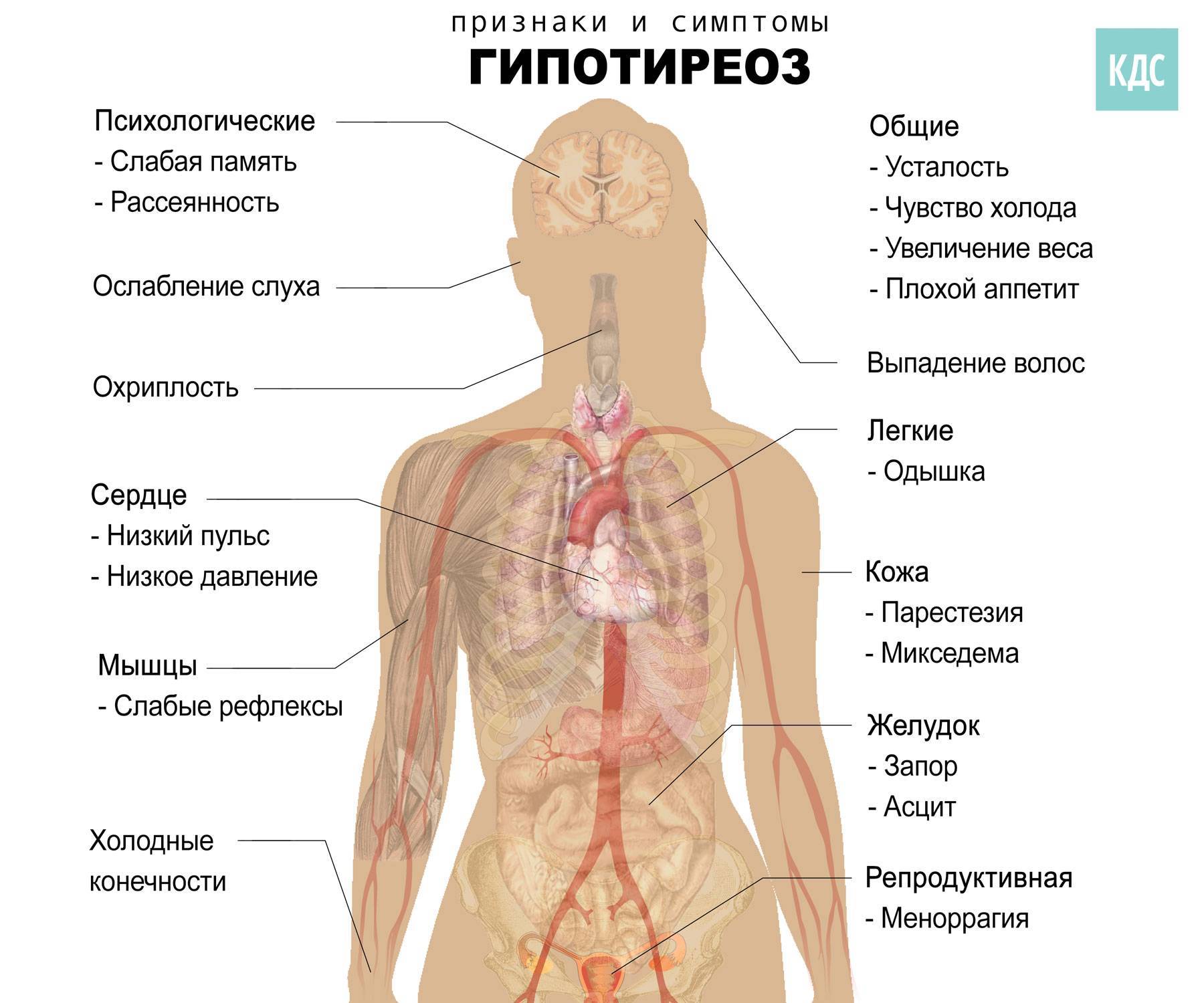 Гипотиреоз у собак: симптомы и лечение болезни, диагностика, профилактика - kotiko.ru
