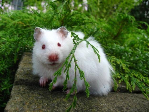 Крысы-альбиносы: удивительные факты об этих грызунах - люблю хомяков