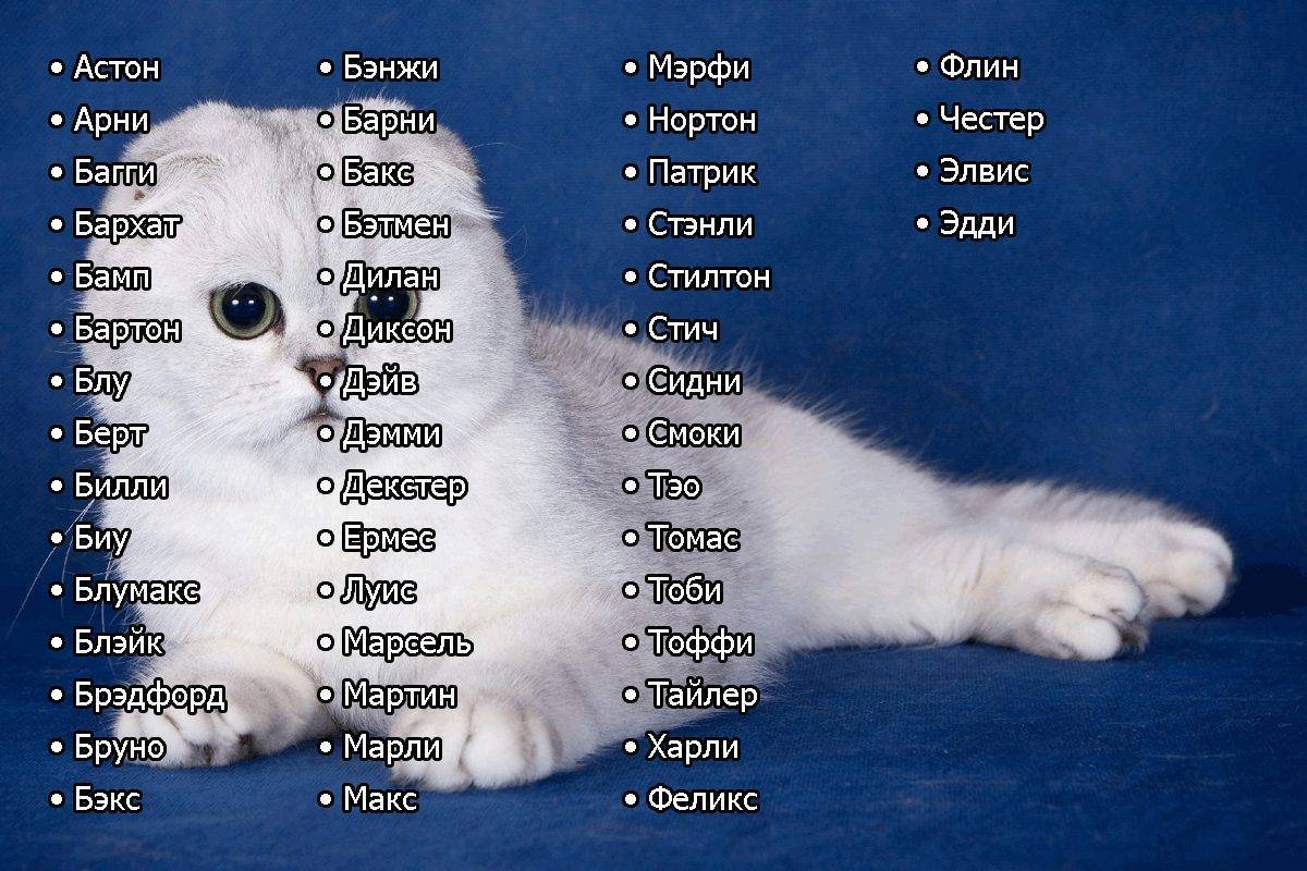 Имена для котов на английском языке, американские клички и тайна имени