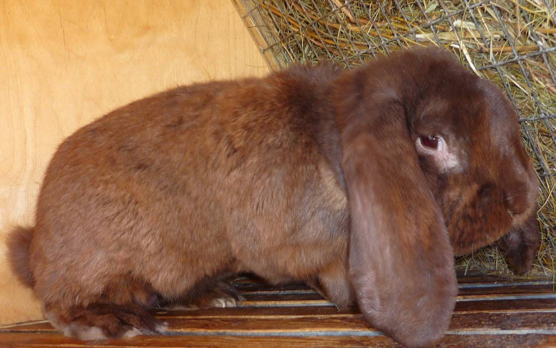 Описание и содержание кроликов породы французский баран