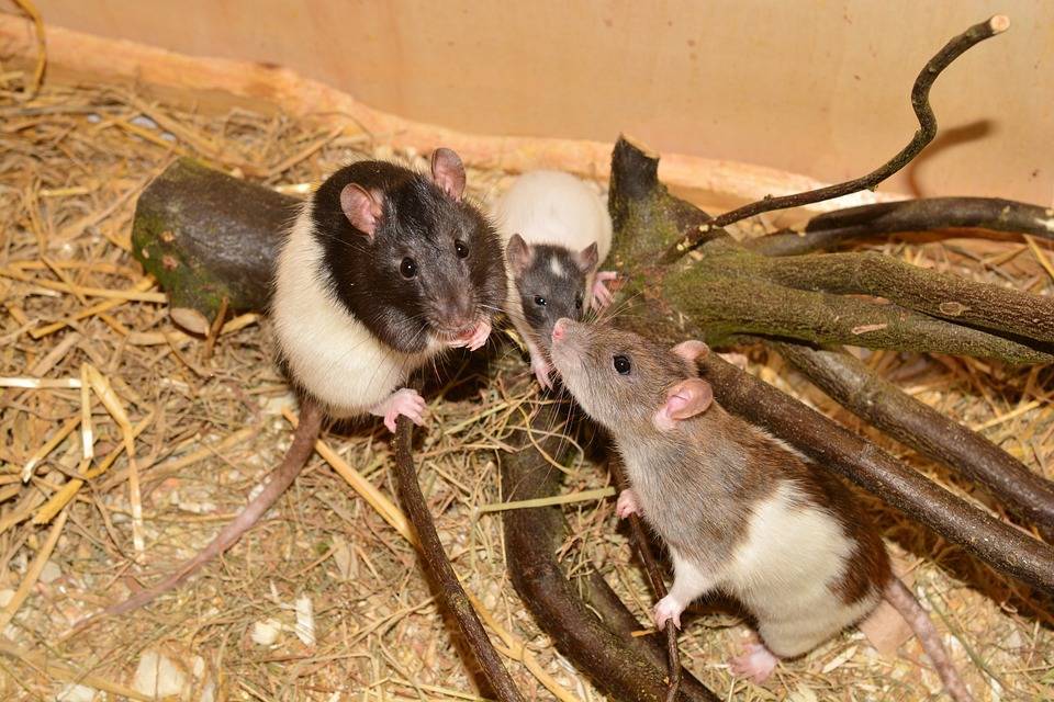 Как часто размножаются крысы