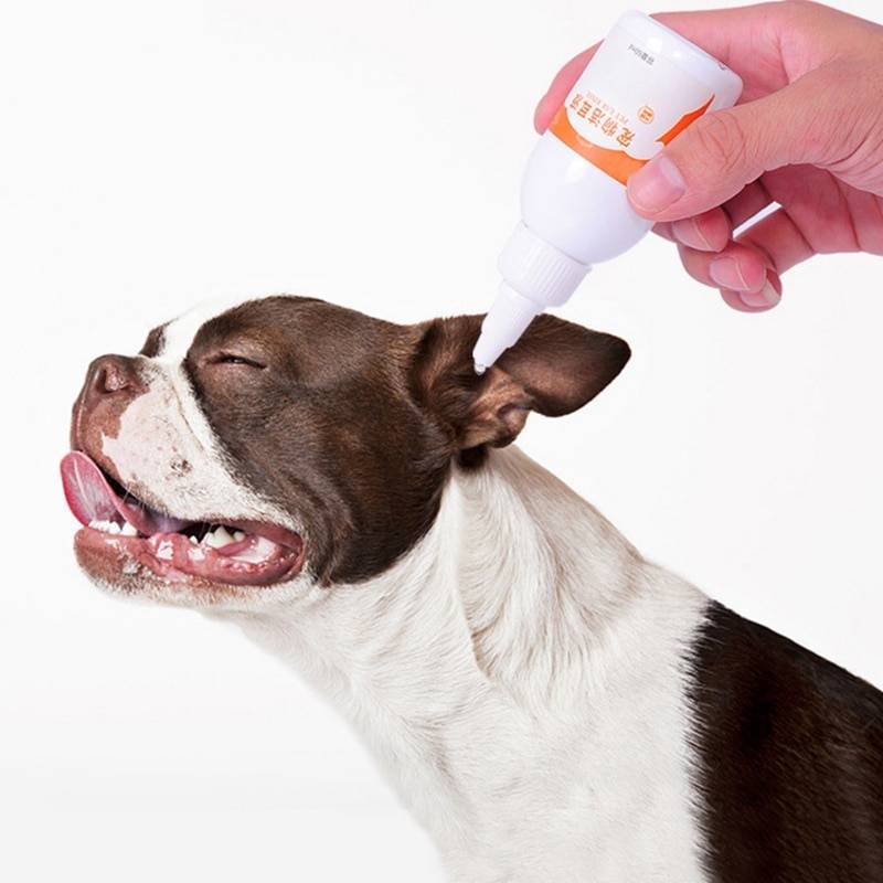 Чистить уши собаке: чистка своими руками в домашних условиях. 145 фото и видео инструкция по чистке ушей для разных пород
