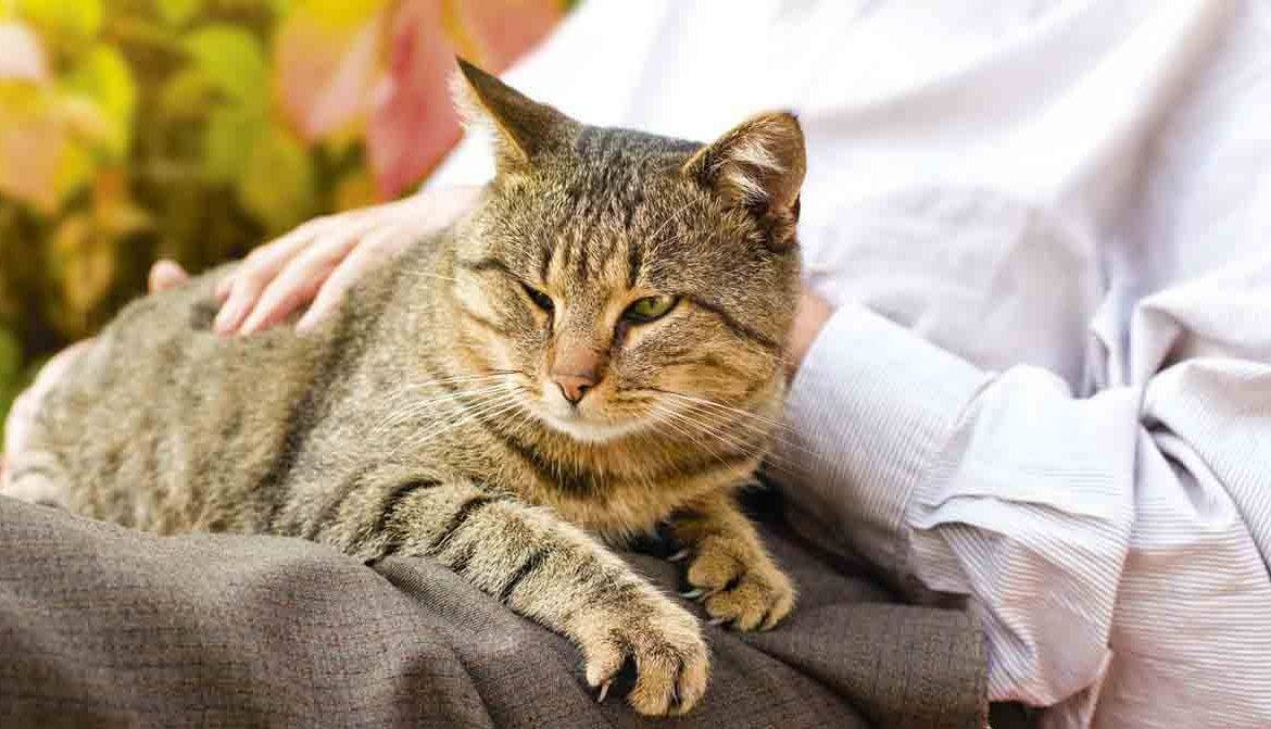 Как развеселить кота: способы и приёмы, улучшающих его настроение