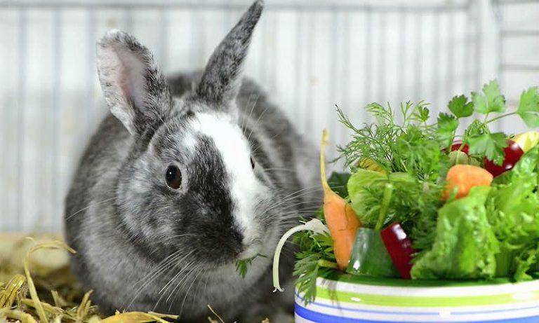 Можно ли давать кроликам крапиву: рекомендации по правильному кормлению