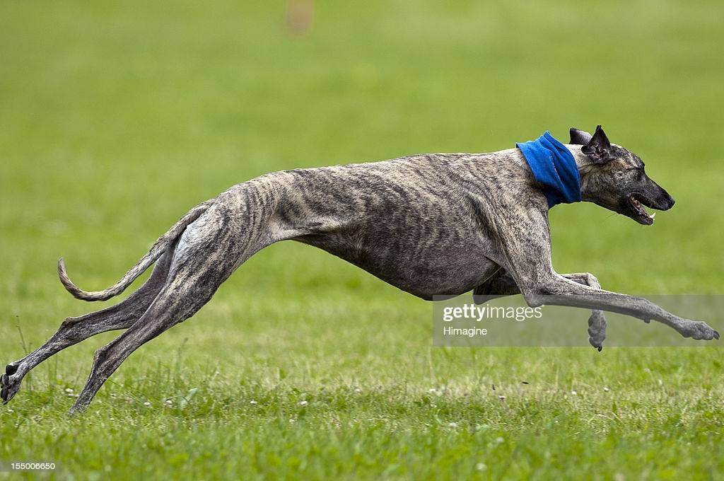 Самая быстрая собака в мире: рейтинг пород по скорости бега - домашние наши друзья