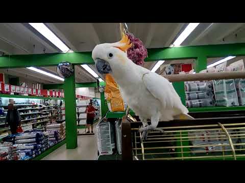Сколько стоит попугай? цены на разные виды попугаев