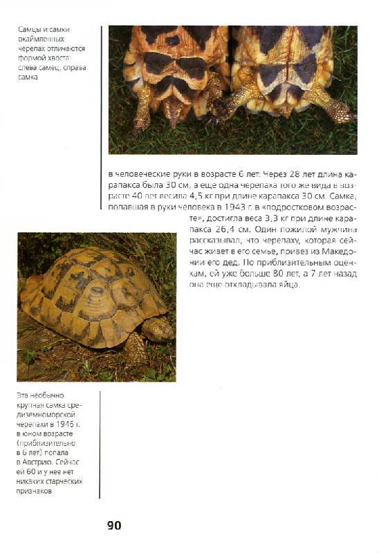 Среднеазиатская черепаха – идеальный питомец