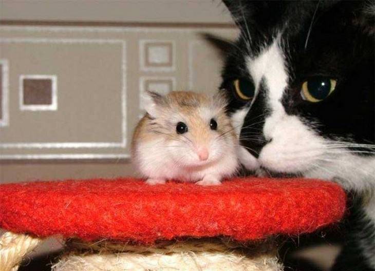 ཻུ۪۪ хомяк и кошка в одной квартире ཻུ۪۪.