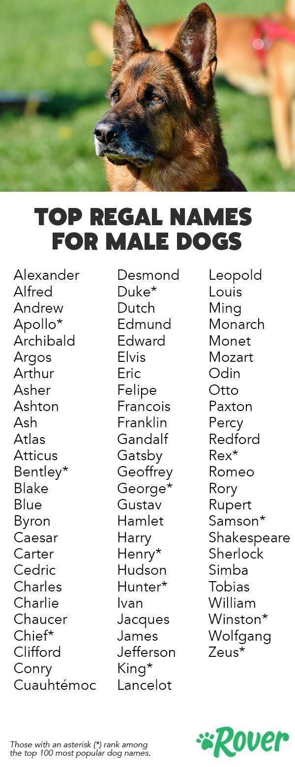 Клички для собак девочек — список имен