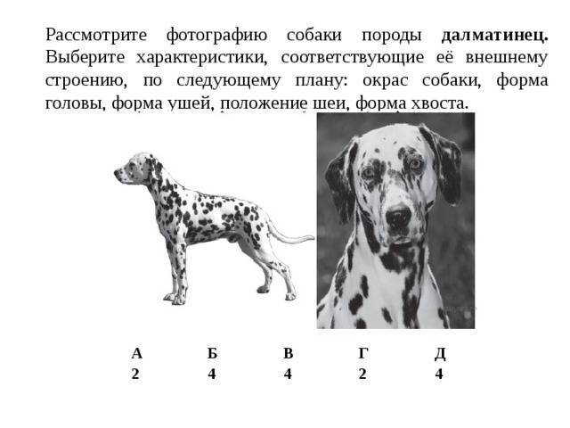 Выберите характеристики соответствующие внешнему строению собаки по следующему плану окрас