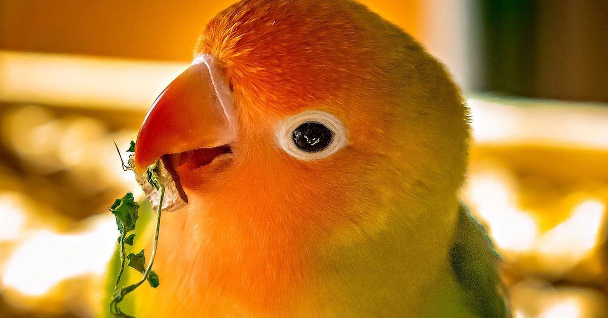 Эффективные способы научить волнистого попугая говорить