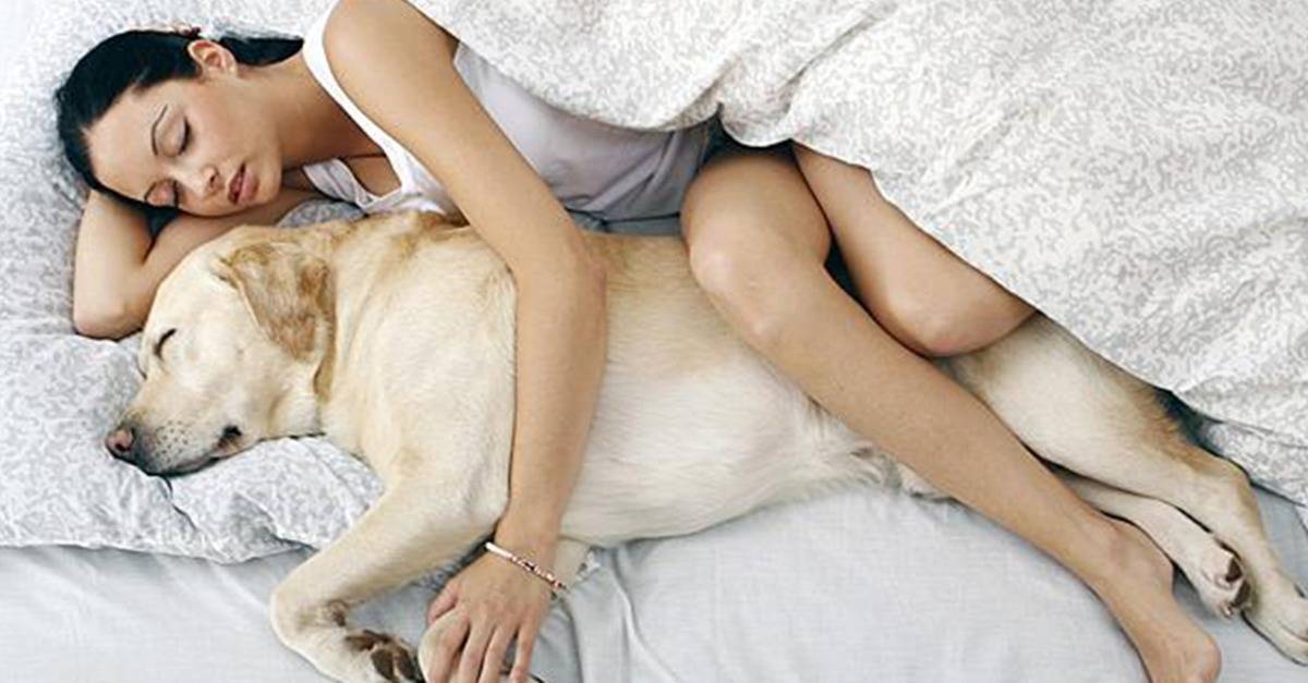 Спящая собака: почему её нельзя будить и как сделать это правильно