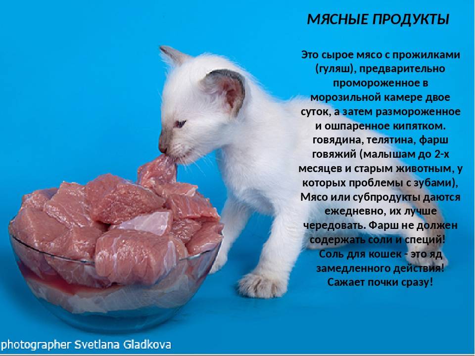Можно кормить кота сырым мясом. Рацион кошки. Котенок кушает.