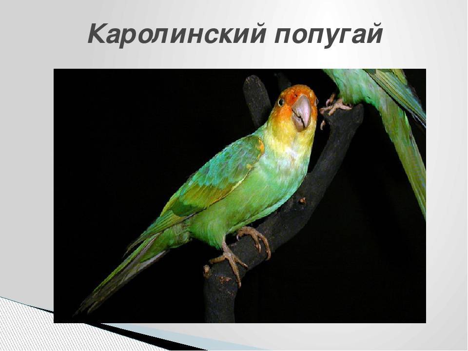 Каролинский попугай | вымерший вид попугаев
