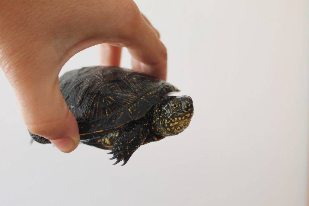 Европейская болотная черепаха: характер, особенности внешнего вида и содержания в домашних условиях