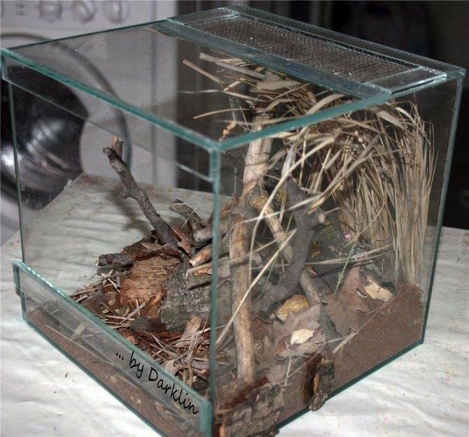 Содержание паука-птицееда дома – советы и рекомендации