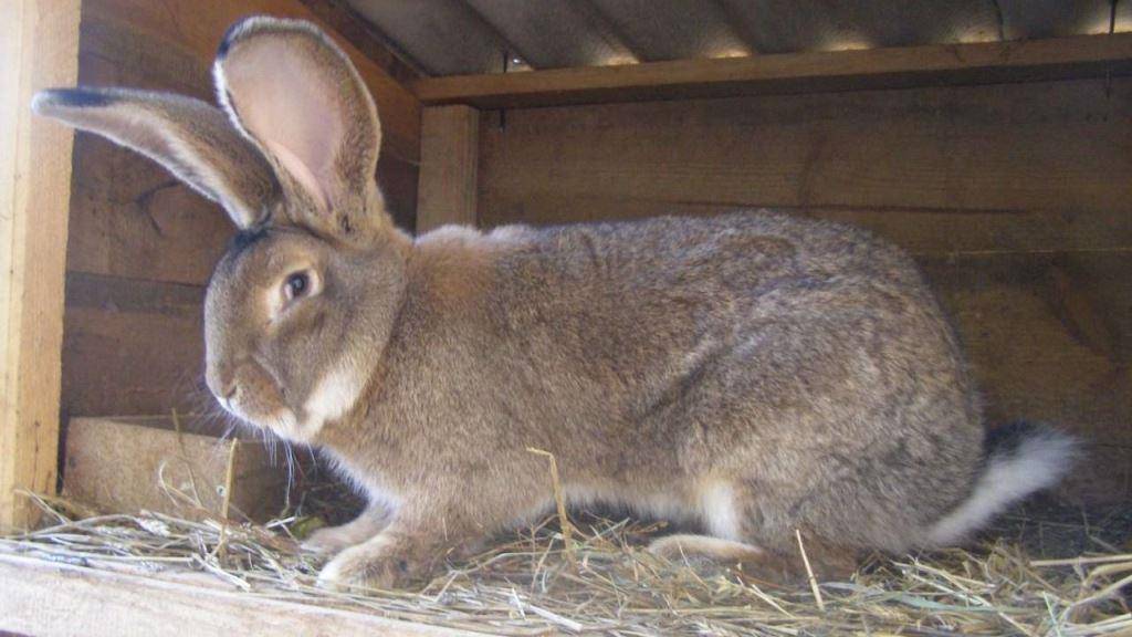 Кролик породы фландр (бельгийский великан): описание породы, фото