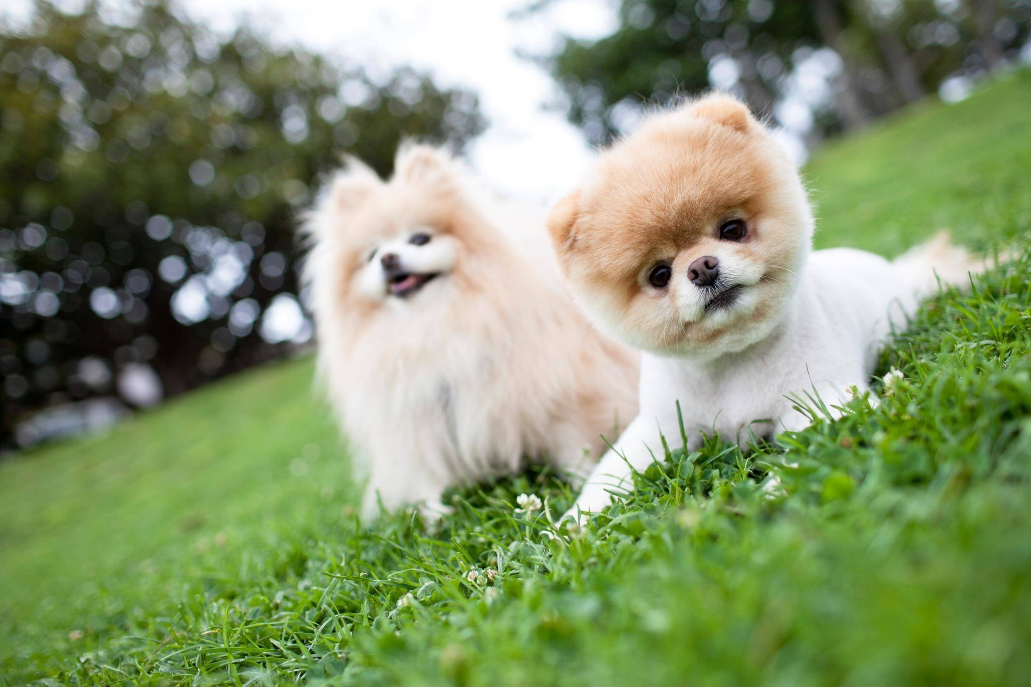 Самые красивые породы собак в мире: топ-10 фото с названиями (больших, маленьких и средних размеров, разных окрасов), умные и покладистые особи