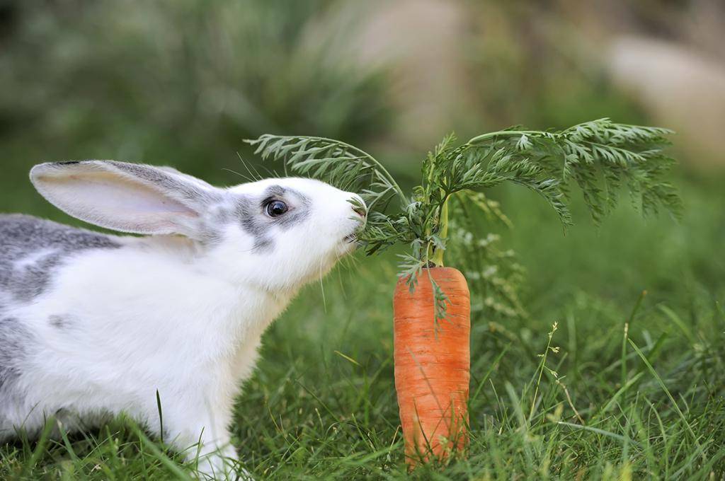 Можно ли давать кроликам лопухи: польза или вред, особенности кормления и заготовки