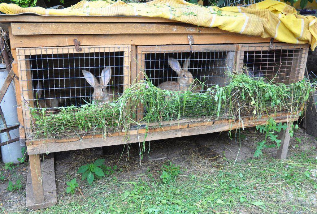 Разведение кроликов: кормление, выращивание, размножение, фото и видео