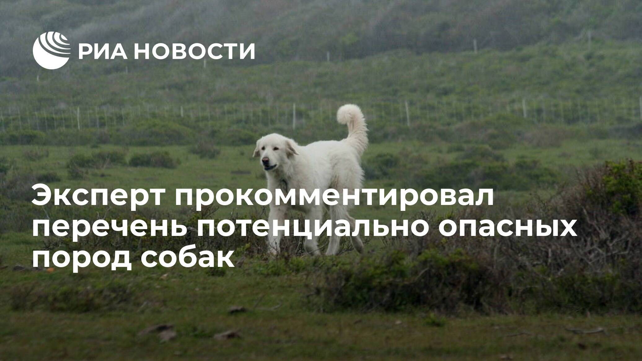 Мвд россии включило 69 пород в перечень потенциально опасных собак. публикуем этот список