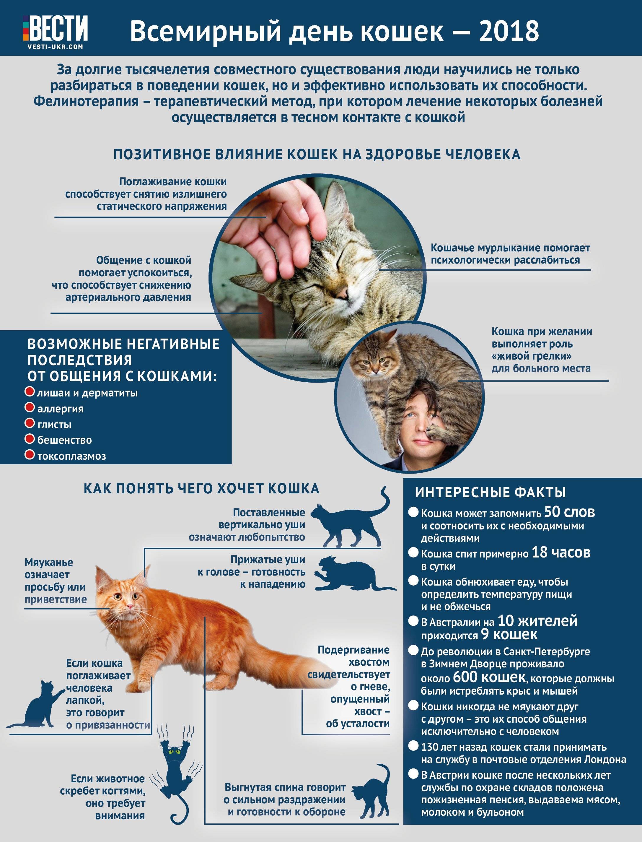 Правильное воспитание кошки: советы и рекомендации экспертов | ваши питомцы