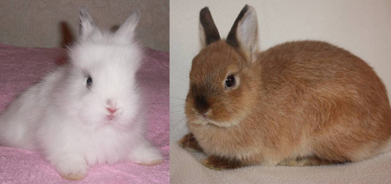 Чем отличается декоративный кролик от обычного | в чем разница