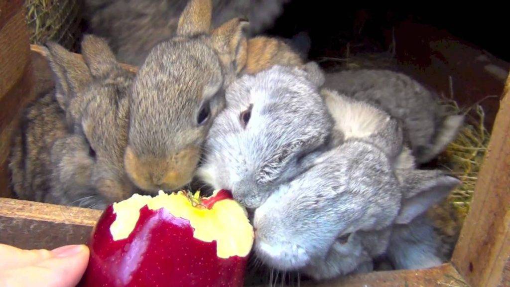 Можно ли кроликам давать яблоки и груши?