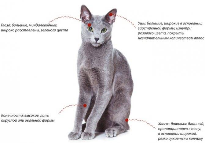 Порода кошки русская голубая кошка: характеристики, фото, характер, правила ухода и содержания - petstory