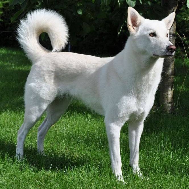 Ханаанская собака. фото и описание породы