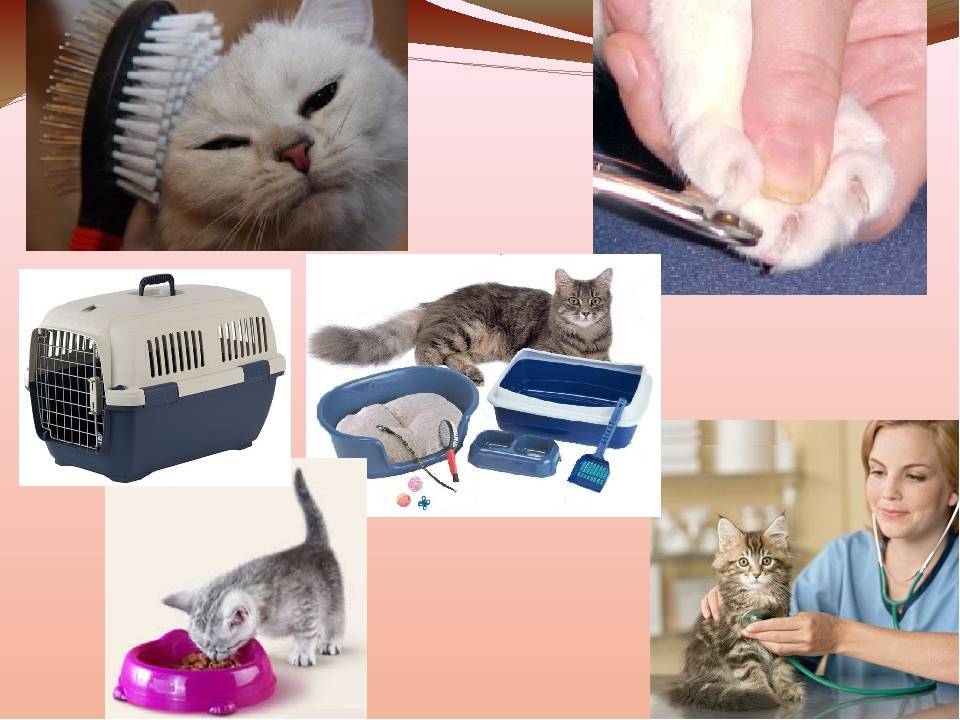 Уход за взрослой кошкой: питание, груминг, прививки