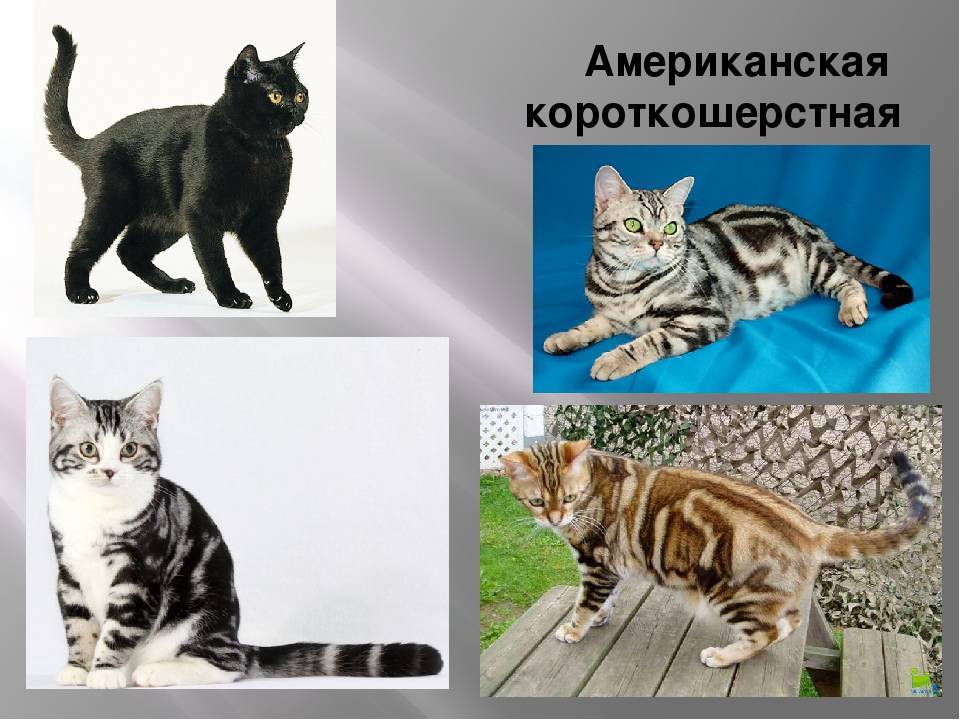 Короткошёрстные породы кошек: основные особенности гладкошёрстного кота