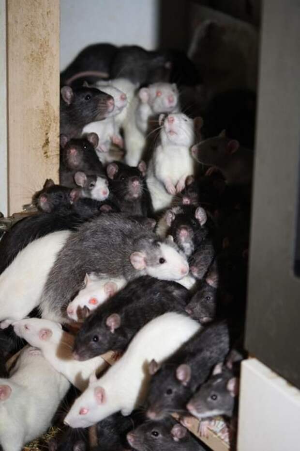 Сколько лет живут декоративные домашние крысы в домашних условиях