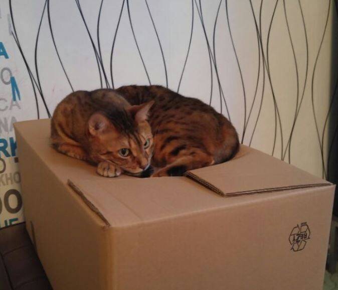 Адаптация кошки в новом доме – как помочь кошке привыкнуть к новому месту? | hill's pet
