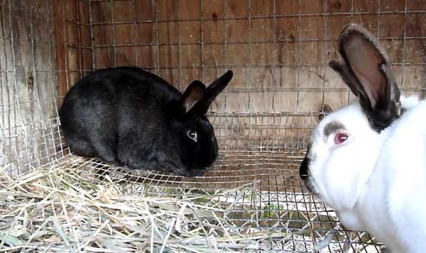 Почему крольчиха не подпускает крола — причины и что делать?