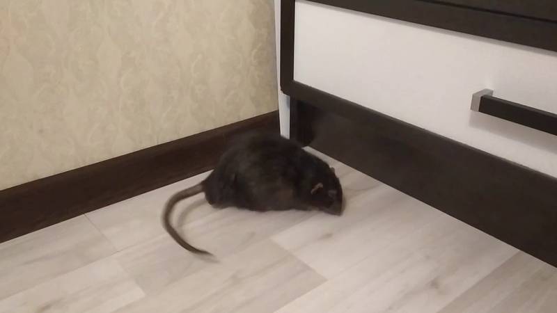 Вы что-то слышали о крысах? забудьте! часть 2